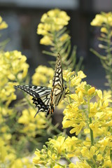 Swallowtail butterfly