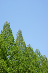 Metasequoia and the blue sky