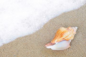 Fototapeta na wymiar shell on the sand beside sea waves