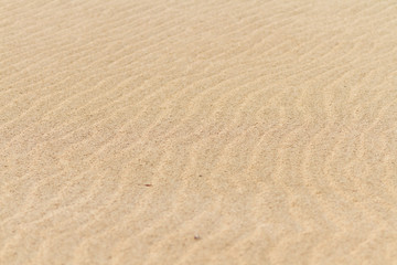 Fototapeta na wymiar 砂丘の模様