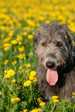 Irish Wolfhound im Frühling