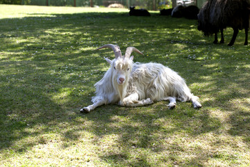 kozica na trawie, kozioł w ZOO © elisabeth3