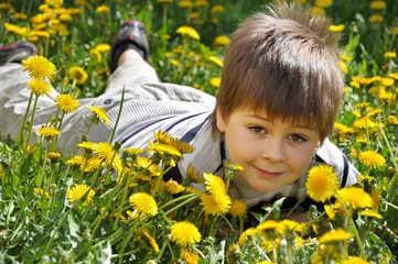 The boy lies in the dandelions