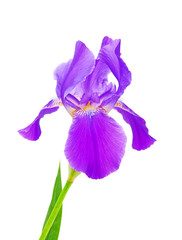 Iris flower on white background.