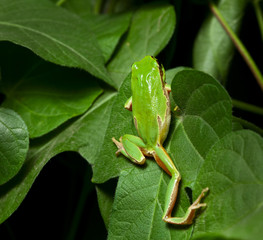 Green frog climbing on tree