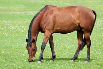 Obraz premium Brown horse on pasture
