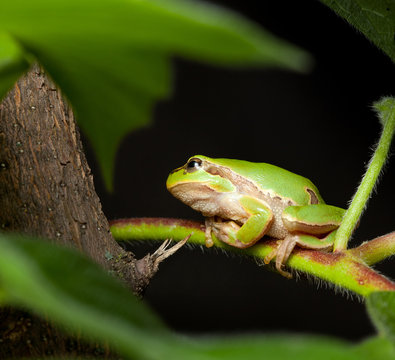 Green tree frog