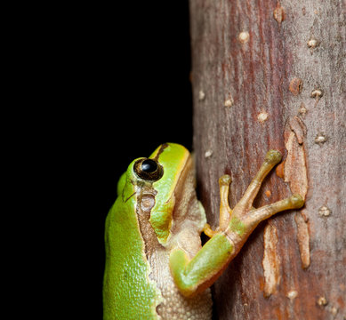 Macro of tree frog