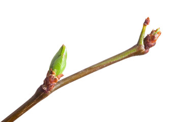 Young bud on cherry twig