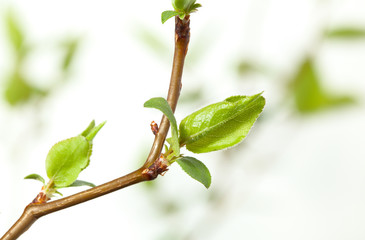Cherry twigs at spring