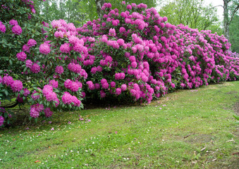 Fototapeta na wymiar Lila Rhododendronsträucher 2