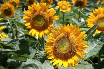 sunflower garden