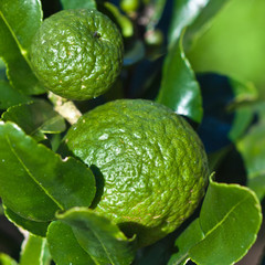 citrus hystrix, combava, combawa