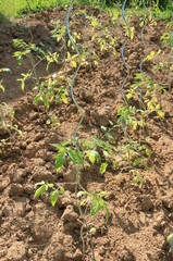 Cultiver des tomates