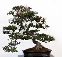 Crédence de cuisine en verre imprimé Bonsaï Rhododendron indicum en bonsaï