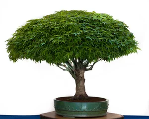 Crédence de cuisine en verre imprimé Bonsaï Acer palmatum Kiyohime en bonsaï