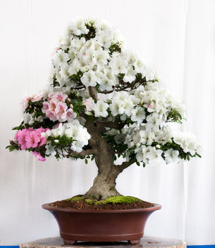 Bonsai mit weißen Blüten