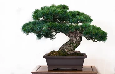 Tuinposter Pijnboom (Pinus) als bonsai © Bernd Schmidt