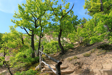 Spring Mountain Forest