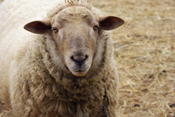 Portrait eines Schafbocks