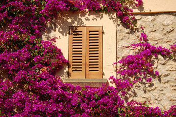 Fototapeta na wymiar Okno z ramki kwiaty