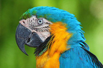 A blue and yellow macaw