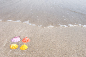 砂浜のペクティンノビリス