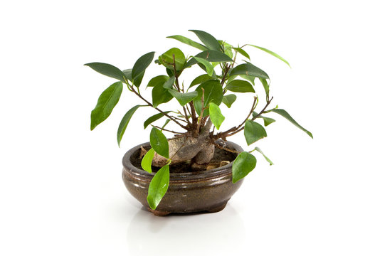 ficus bonsai tree