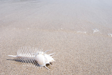 砂浜のホネガイ