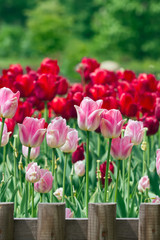 Tulips in garden