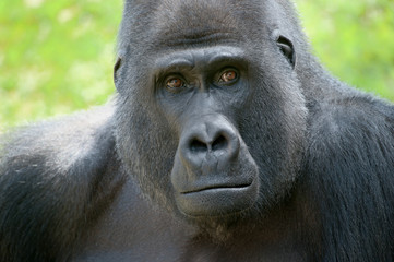 Obraz premium Gorillablick