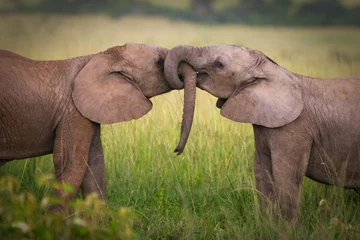 Crédence de cuisine en verre imprimé Éléphant Éléphants amoureux, Masai Mara, Kenya