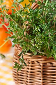 Thyme close-up.