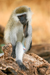 Thinking Grivet (Chlorocebus aethiops), Samburu, Kenya