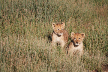 Lion Cubs