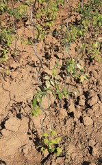 Jardinage - Pieds de tomates
