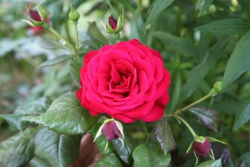 Roses rouges extérieur