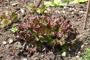 salade