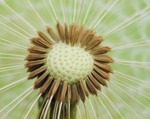 Dandelion  seeds