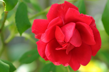 Rote Rose