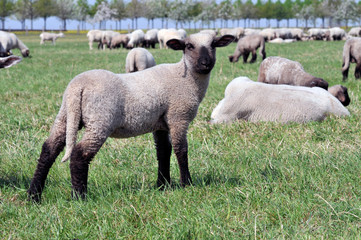 Lamb and herd of sheep