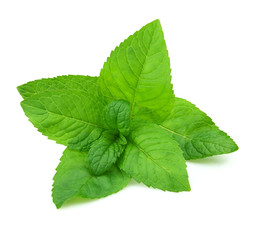 Fresh mint