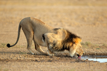 Fototapeta na wymiar African lion drinking