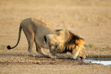 Crédence de cuisine en verre imprimé Lion African lion drinking