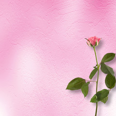 Grunge background for congratulation with beautiful rose