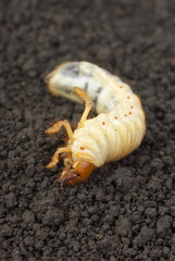 Cockchafer larva on the ground