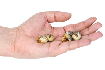 Five worms in a hand