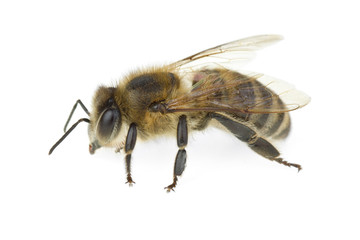 Honey bee