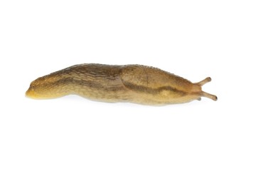 Tiny slug
