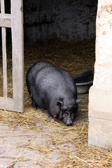 hängebauchschwein